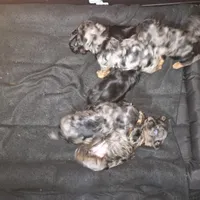 Yellow, a male Yorkshire Terrier for sale in Fresno, CA – Photo 3 of 3