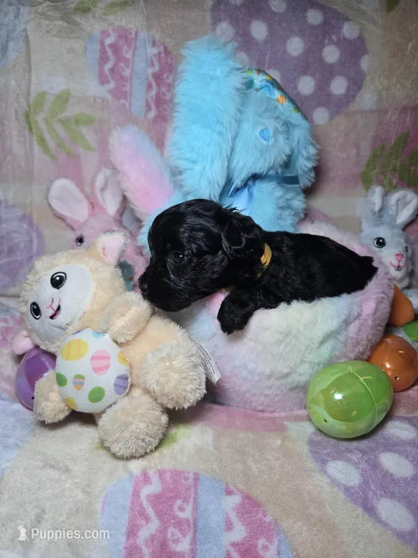 Yellow – Yorkshire Terrier puppy for sale in Fresno, CA