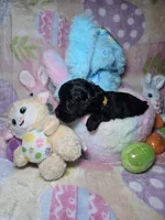 Yellow, a male Yorkshire Terrier for sale in Fresno, CA – Photo 1 of 3