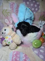 Yellow, a male Yorkshire Terrier for sale in Fresno, CA – Photo 2 of 3