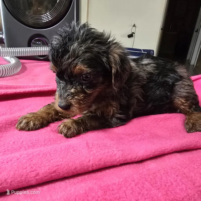 Black - Offers Being Accepted – Yorkshire Terrier puppy for sale in Fresno, CA