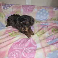 Black, a male Yorkshire Terrier for sale in Fresno, CA – Photo 4 of 7