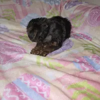 Black, a male Yorkshire Terrier for sale in Fresno, CA – Photo 7 of 7