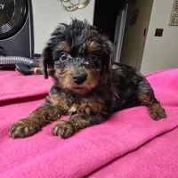 Black, a male Yorkshire Terrier for sale in Fresno, CA – Photo 2 of 7