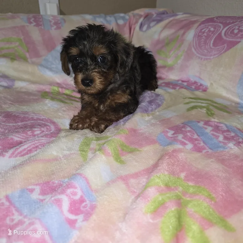 Black – Yorkshire Terrier puppy for sale in Fresno, CA