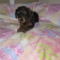 Black, a male Yorkshire Terrier for sale in Fresno, CA – Photo 1 of 7