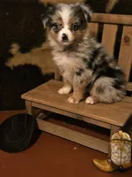 Betty, a female Toy Australian Shepherd for sale in Statesboro, GA – 3 of 3