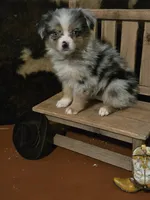 Betty, a female Toy Australian Shepherd for sale in Statesboro, GA – 2 of 3