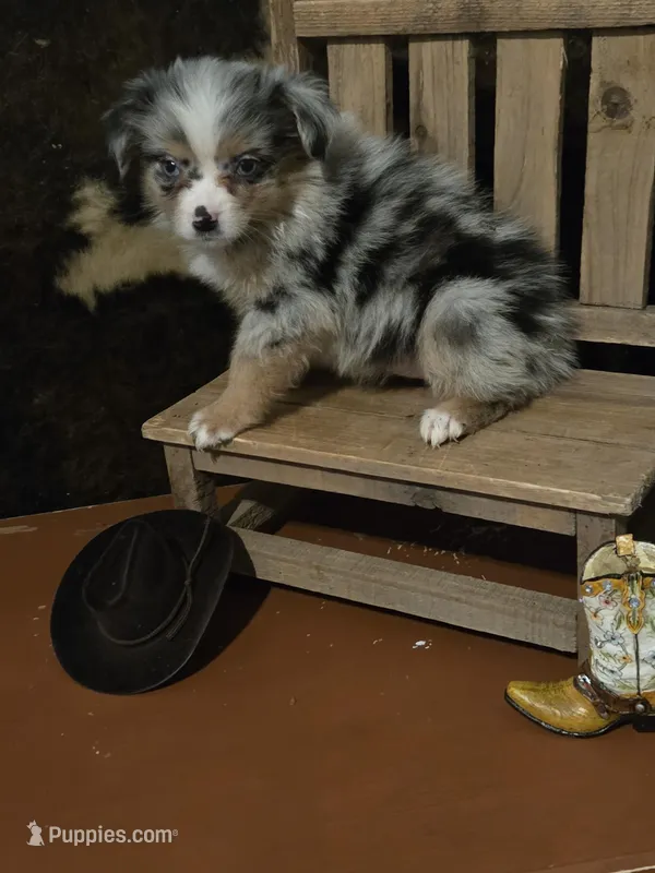 Betty – Toy Australian Shepherd puppy for sale in Statesboro, GA