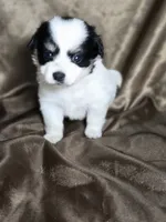 Janice , a female Dachshund and Pomeranian for sale in Statesboro, GA – 3 of 4