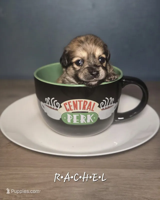 Rachel – Dachshund, Pomeranian puppy for sale in Statesboro, GA