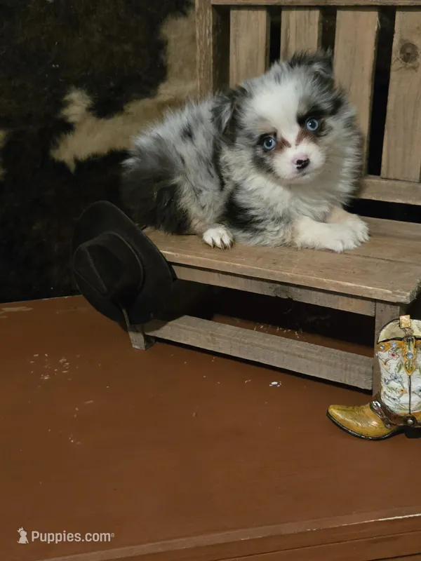 Cotton Eye Joe – Toy Australian Shepherd puppy for sale in Statesboro, GA