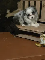 Cotton Eye Joe, a male Toy Australian Shepherd for sale in Statesboro, GA – 1 of 2