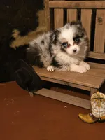 Cotton Eye Joe, a male Toy Australian Shepherd for sale in Statesboro, GA – 2 of 2