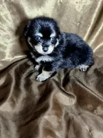 Ross, a male Dachshund and Pomeranian for sale in Statesboro, GA – 2 of 2
