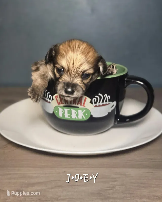 Joey – Dachshund, Pomeranian puppy for sale in Statesboro, GA