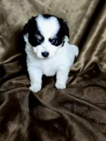 Janice , a female Dachshund and Pomeranian for sale in Statesboro, GA – 4 of 4