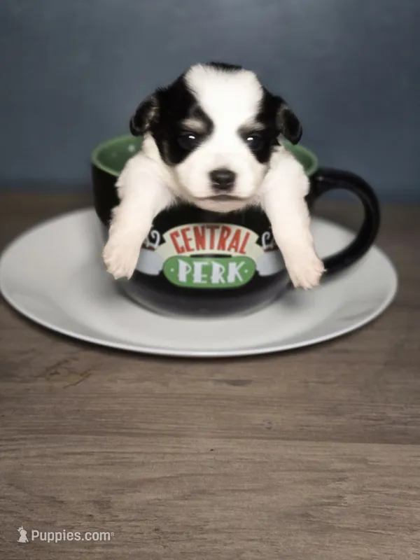 Janice  – Dachshund, Pomeranian puppy for sale in Statesboro, GA