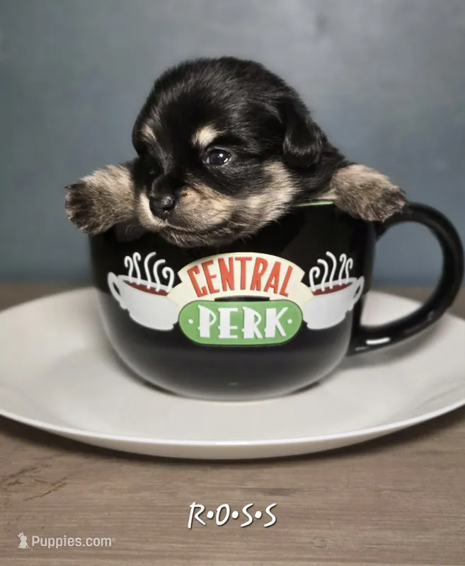 Ross – Dachshund, Pomeranian puppy for sale in Statesboro, GA