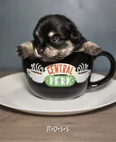 Ross, a male Dachshund and Pomeranian for sale in Statesboro, GA – 1 of 2