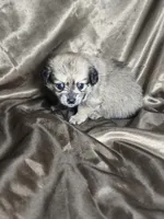 Joey, a male Dachshund and Pomeranian for sale in Statesboro, GA – 2 of 3
