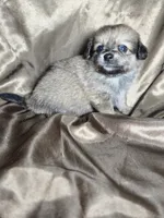 Joey, a male Dachshund and Pomeranian for sale in Statesboro, GA – 3 of 3