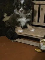 Dear John, a male Toy Australian Shepherd for sale in Statesboro, GA – 2 of 2
