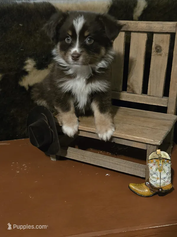 Dear John – Toy Australian Shepherd puppy for sale in Statesboro, GA
