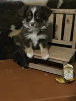 Dear John, a male Toy Australian Shepherd for sale in Statesboro, GA – 1 of 2