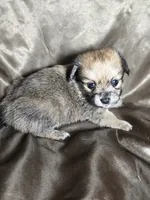 Rachel, a female Dachshund and Pomeranian for sale in Statesboro, GA – 3 of 3