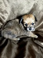 Rachel, a female Dachshund and Pomeranian for sale in Statesboro, GA – 2 of 3
