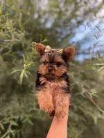 TOY Betty Boop , a female Yorkshire Terrier for sale in Lakeland, FL – 2 of 5
