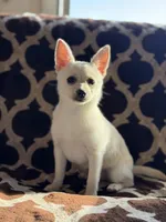 Cheddar , a female Chihuahua and Pomeranian for sale in Lakeland, FL – Photo 4 of 9