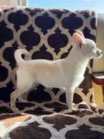 Cheddar , a female Chihuahua and Pomeranian for sale in Lakeland, FL – Photo 8 of 9