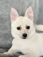 Poppy, a female Pomeranian and Pomchi for sale in Lakeland, FL – Photo 1 of 9