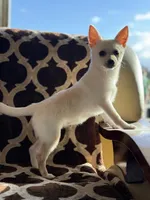 Cheddar , a female Chihuahua and Pomeranian for sale in Lakeland, FL – Photo 9 of 9