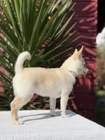 Poppy, a female Pomeranian and Pomchi for sale in Lakeland, FL – Photo 9 of 9