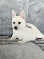 Poppy, a female Pomeranian and Pomchi for sale in Lakeland, FL – Photo 6 of 9