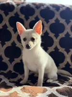 Cheddar , a female Chihuahua and Pomeranian for sale in Lakeland, FL – Photo 7 of 9