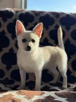 Cheddar , a female Chihuahua and Pomeranian for sale in Lakeland, FL – Photo 6 of 9