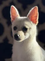 Cheddar , a female Chihuahua and Pomeranian for sale in Lakeland, FL – Photo 3 of 9