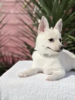 Poppy, a female Pomeranian and Pomchi for sale in Lakeland, FL – Photo 7 of 9