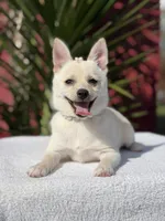 Poppy, a female Pomeranian and Pomchi for sale in Lakeland, FL – Photo 2 of 9