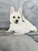 Poppy, a female Pomeranian and Pomchi for sale in Lakeland, FL – Photo 3 of 9