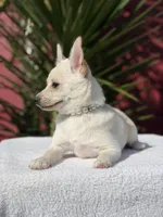 Poppy, a female Pomeranian and Pomchi for sale in Lakeland, FL – Photo 8 of 9