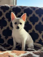 Cheddar , a female Chihuahua and Pomeranian for sale in Lakeland, FL – Photo 5 of 9