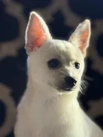 Cheddar , a female Chihuahua and Pomeranian for sale in Lakeland, FL – Photo 2 of 9