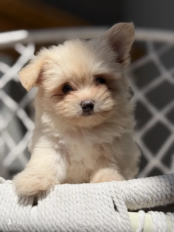 Adaline – Pomeranian puppy for sale in Lakeland, FL