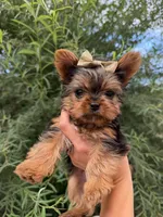 TOY Betty Boop , a female Yorkshire Terrier for sale in Lakeland, FL – 3 of 5