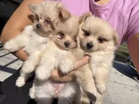 Aiden, a male Maltipom for sale in Lakeland, FL – Photo 9 of 9